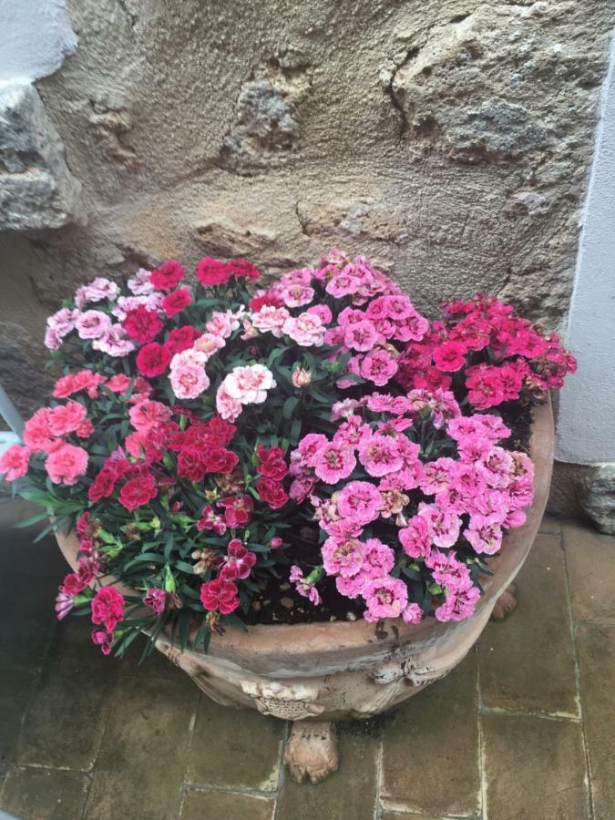 Casa Delle Conce Hotell Orvieto Eksteriør bilde